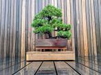 Pinus Parviflora 'Ara Kawa', Ophalen