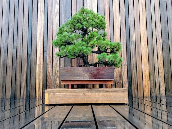 Pinus Parviflora 'Ara Kawa', Tuin en Terras, Planten | Bomen, Ophalen