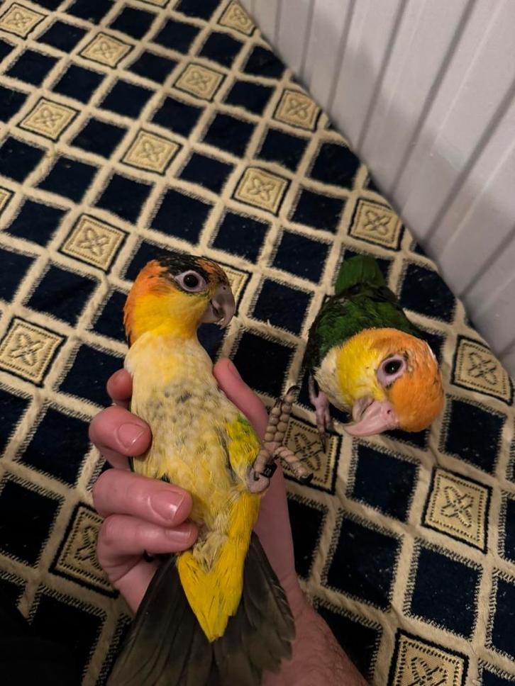 Handtamme roestkop caiques, Dieren en Toebehoren, Vogels | Parkieten en Papegaaien, Papegaai, Meerdere dieren, Pratend, Tam, Geringd