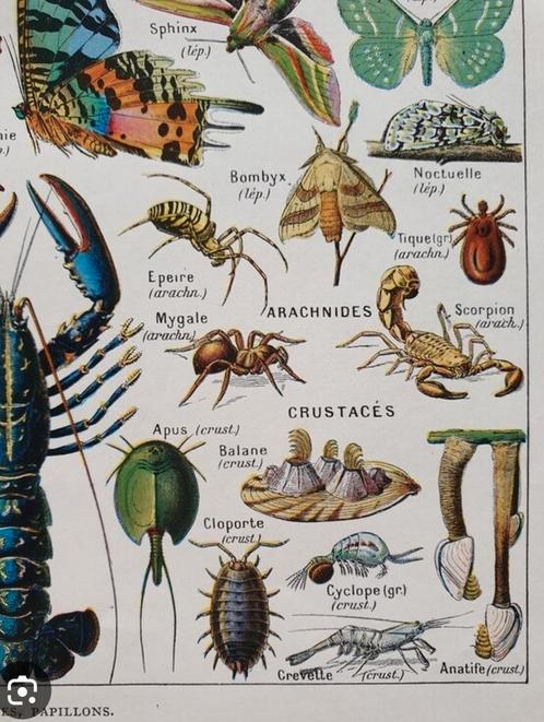 Ik neem uw reptielen,amfibieen,reptielen,insecten over van u, Dieren en Toebehoren, Reptielen en Amfibieën