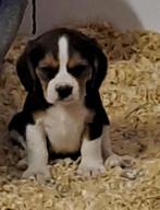 Cavalier - beagle, België, CDV (hondenziekte), 8 tot 15 weken, Meerdere