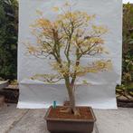 Bonsai Acer Palmatum 15j. Nr.1, Tuin en Terras, Planten | Bomen, In pot, Minder dan 100 cm, Overige soorten, Ophalen