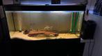 Te koop aqualantis fusion 120 . Inhoud 224 liter, Dieren en Toebehoren, Vissen | Aquaria en Toebehoren, Ophalen, Gebruikt, Gevuld zoetwateraquarium