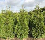 Thuja plicata 2 m25 hoog PROMO: stuntprijs 12€, Jardin & Terrasse, Plantes | Arbustes & Haies, Enlèvement, Conifère, Haie, 100 à 250 cm