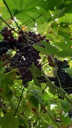 Blauwe druiven bio vers geplukt, Ophalen
