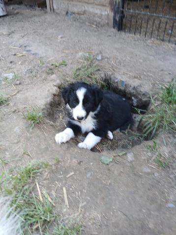 Prachtige zwart witte border collie pups beschikbaar voor biedingen