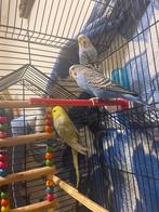 7 parkieten 4 teefjes 3 reutjes Allemaal gezond, Dieren en Toebehoren, Vogels | Parkieten en Papegaaien, Parkiet