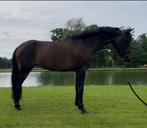 Kindvriendelijke springpony, Dieren en Toebehoren