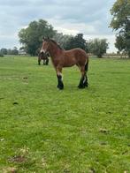 Bruin Belgisch trekpaard merrieveulen, Dieren en Toebehoren, Paarden, Merrie, Niet van toepassing, Gechipt, 0 tot 2 jaar