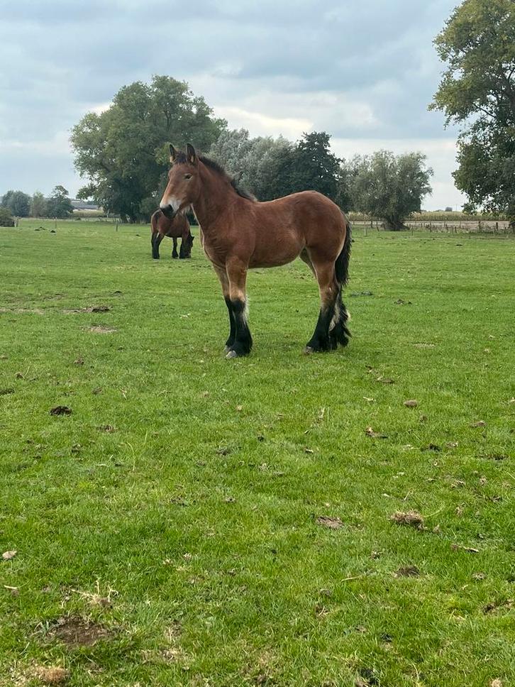 Bruin Belgisch trekpaard merrieveulen, Dieren en Toebehoren, Paarden, Merrie, Niet van toepassing, 0 tot 2 jaar, Met stamboom