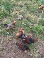 Brahma hennen en hanen te koop, Dieren en Toebehoren, Kip