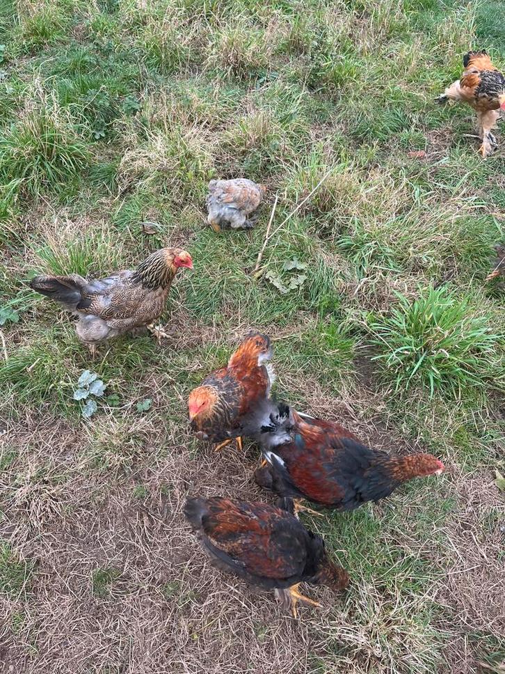 Brahma hennen en hanen te koop, Dieren en Toebehoren, Pluimvee, Kip