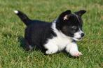 Welsh Corgi Cardigan puppy te koop (reutje), Parvo, België, 8 tot 15 weken, Eén hond
