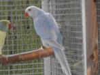 halsbandparkieten violet palid, Dieren en Toebehoren, Meerdere dieren, Parkiet, Geringd
