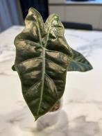 Alocasia pseudo sanderiana, Enlèvement, En pot