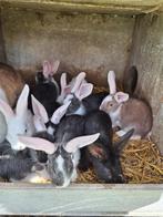 Jonge konijnen, Dieren en Toebehoren, Konijnen