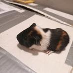Cavia's, Dieren en Toebehoren, Januari, Cavia