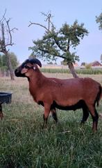 Kameroen schaap ram, Mannelijk, Schaap, 0 tot 2 jaar