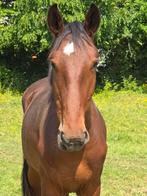 2 jaarse hengst MONZON SITTE X KATO TZ, Hengst