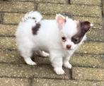 Langharig chihuahua pupje, Dieren en Toebehoren, België, Fokker | Hobbymatig, Reu, Eén hond