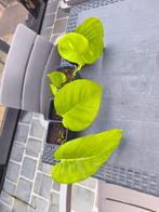 Kamerplant stekken pothos, Ophalen