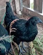 Ayam Cemani