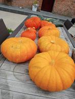 Pompoenen en courgettes, Ophalen