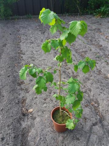 Corylus Colurna, Boomhazelaars in 3L potten: 10€ beschikbaar voor biedingen