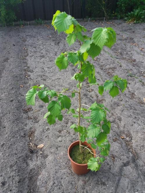 Corylus Colurna, Boomhazelaars in 3L potten: 10€, Tuin en Terras, Planten | Bomen, Overige soorten, Minder dan 100 cm, Volle zon