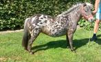 Appaloosa Merrie en Meer., Dieren en Toebehoren, Merrie