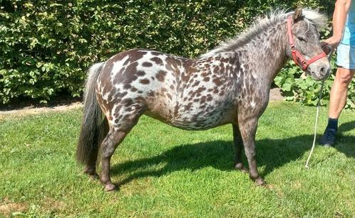 Appaloosa Merrie en Meer., Dieren en Toebehoren, Pony's, Merrie
