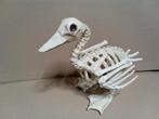 Canard Squelette déco fantastique horreur..., Collections, Statues & Figurines, Envoi, Neuf