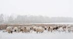 Sneeuwpret chalet nog vrij van 13 tot 19 januari 2025 LASTMI, Jupille Sur Ourthe, Direct bij eigenaar, 2 kamers, Vrijstaande woning