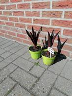 eucomis sparkling burgundy, Ophalen, Zomer, Vaste plant, Halfschaduw