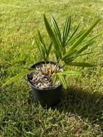 Winterharde palm Trachycarpus fortunei x nanus, Tuin en Terras, Ophalen of Verzenden, Lente, Minder dan 100 cm, Palmboom