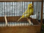 Kanaries geelagaten, Animaux & Accessoires, Oiseaux | Canaris, Plusieurs animaux, Canari de couleur