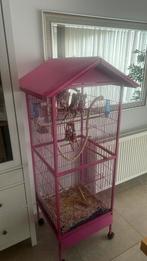 Valk parkieten te koop, Dieren en Toebehoren, Vogels | Parkieten en Papegaaien, Meerdere dieren, Parkiet