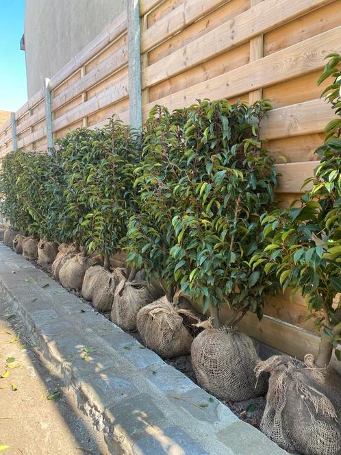 Prunus Lusitanica Angustifolia Portugese Laurier, Tuin en Terras, Planten | Struiken en Hagen, Laurier, Ophalen