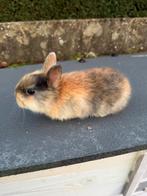 Dwergkonijntjes te koop, Dieren en Toebehoren, Konijnen, Meerdere dieren, Dwerg, 0 tot 2 jaar