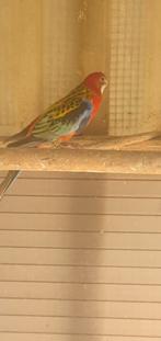 Opaline split golden pop van 2024, Dieren en Toebehoren, Vogels | Parkieten en Papegaaien