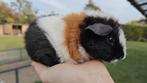 Us teddy, Dieren en Toebehoren, Knaagdieren, Juni, Mannelijk, Cavia