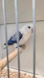 Dwergpapegaai agapornis fischerie, Dieren en Toebehoren