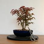 Acer palmatum 'deshojo' bonsai, In pot, Minder dan 100 cm, Halfschaduw, Lente