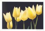 BELGIE/BELGIQUE :1994: Postogr 80-N : " TULPEN " :  FLORA,, Enlèvement ou Envoi, Non oblitéré, Autre, Avec enveloppe