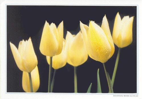 BELGIE/BELGIQUE :1994: Postogr 80-N : " TULPEN " :  FLORA,, Timbres & Monnaies, Timbres | Europe | Belgique, Non oblitéré, Autre