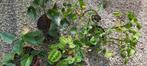 Gratis binnenplanten, Ophalen