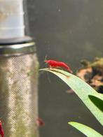 Bloody mary orange eye shrimp, Dieren en Toebehoren, Vissen | Aquariumvissen, Kreeft, Krab of Garnaal