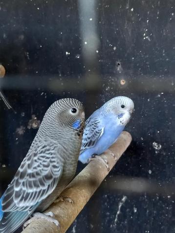 Jonge blackface, Dieren en Toebehoren, Vogels | Parkieten en Papegaaien