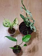 Monstera pakket, Huis en Inrichting, Ophalen of Verzenden