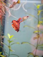 Guppy, Animaux & Accessoires